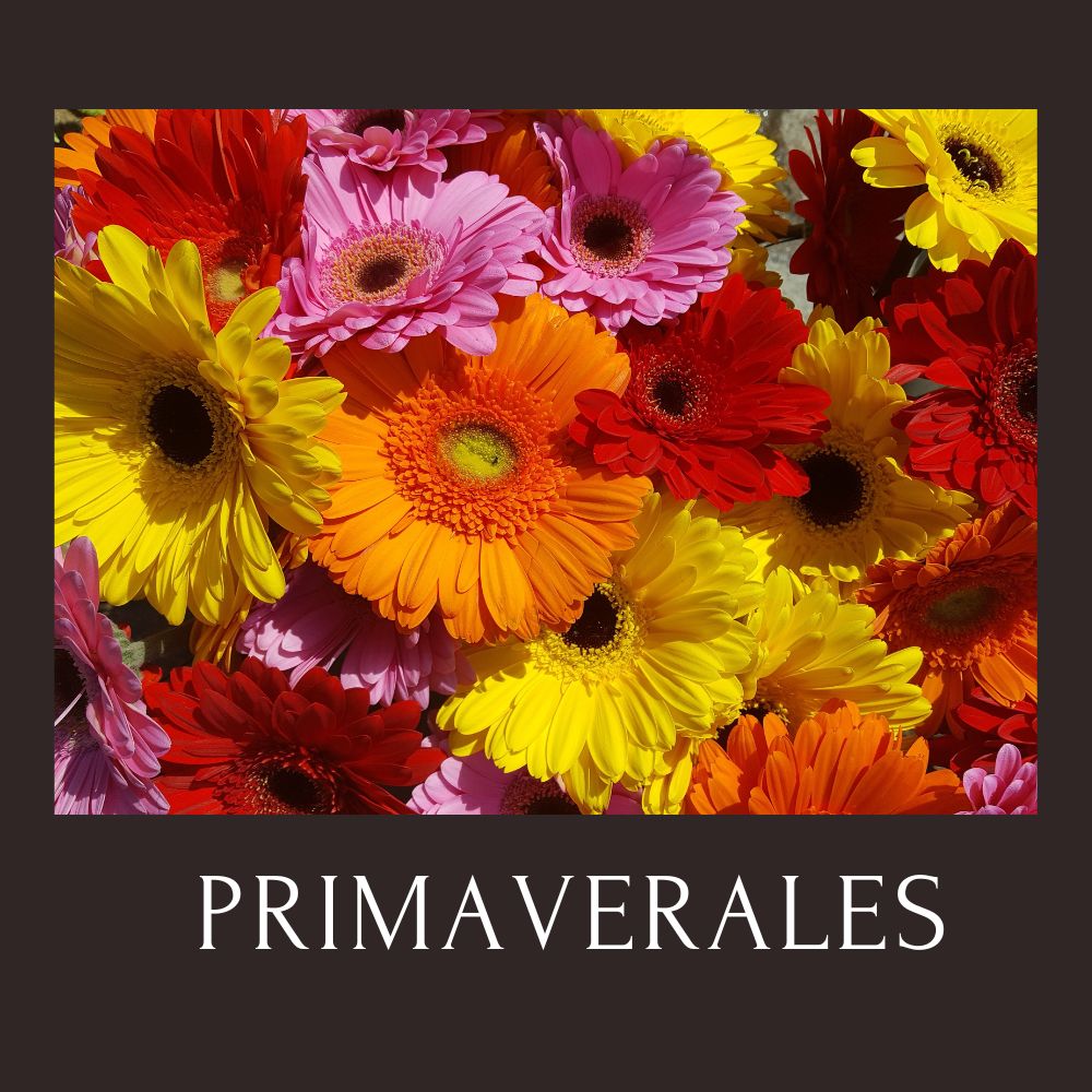 girasoles-para-cumpleanos-gerberas-para-regalo-cumpleanos-te-amo